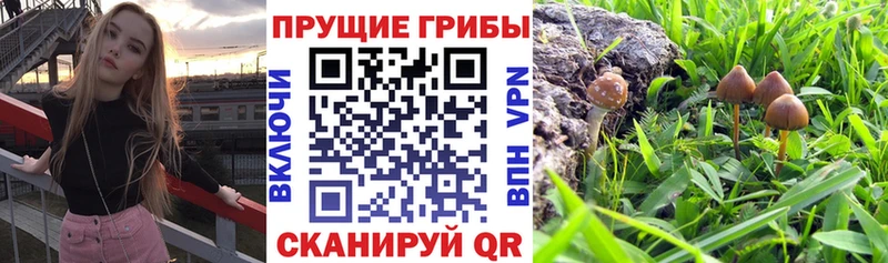Псилоцибиновые грибы Magic Shrooms Ясногорск